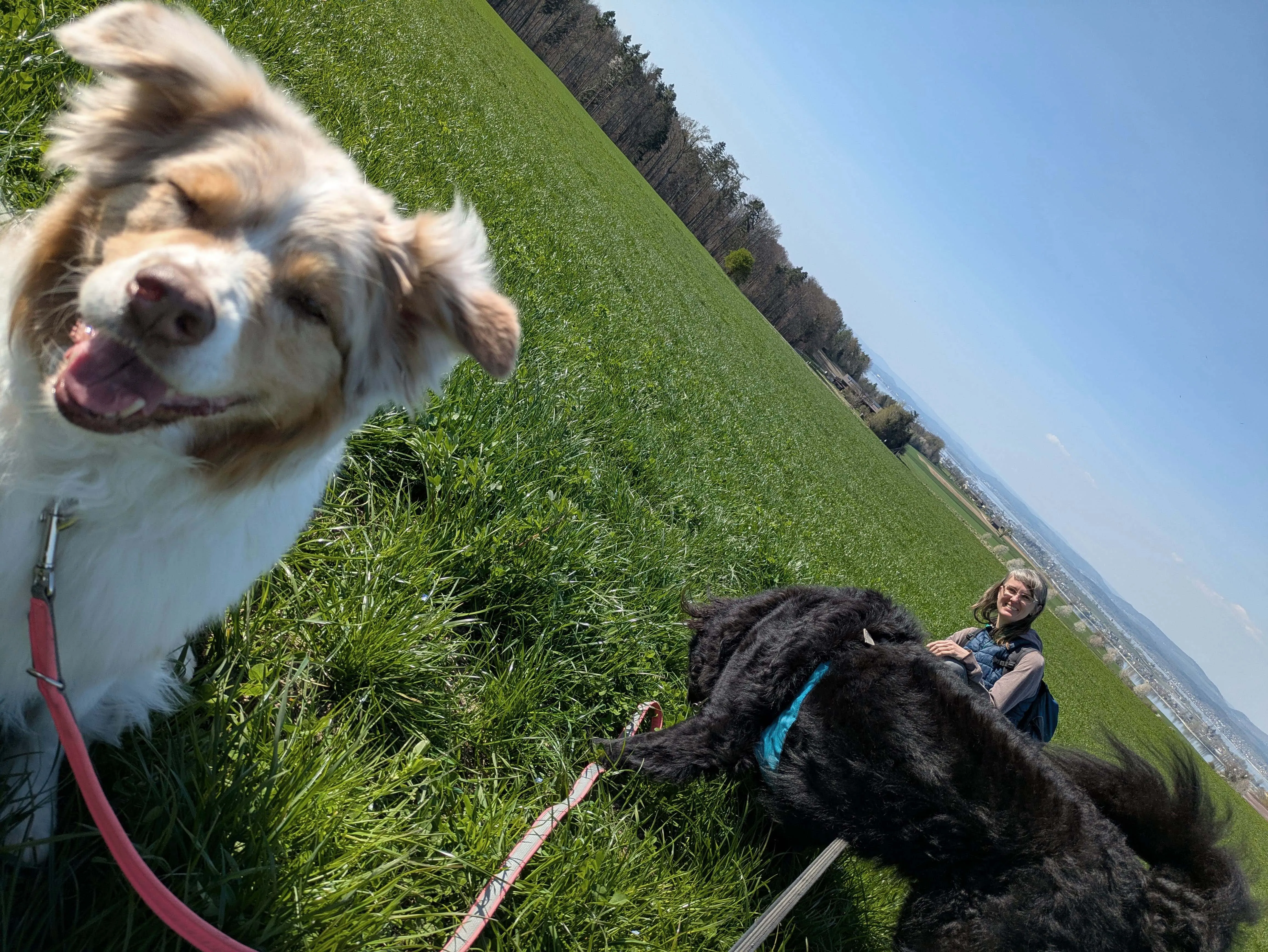 selfie christine strauss mit hunden