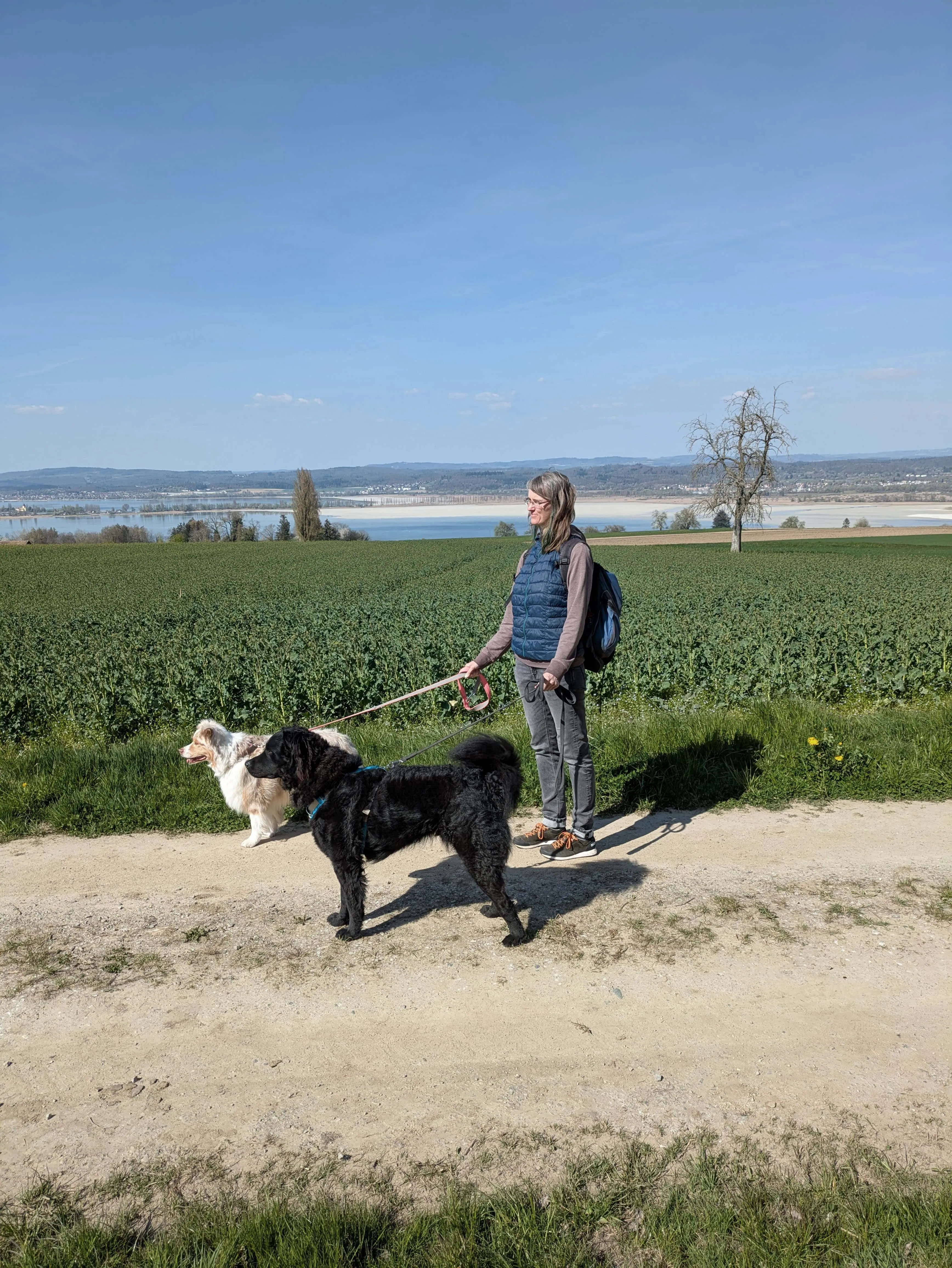 miz hunden am see spazieren